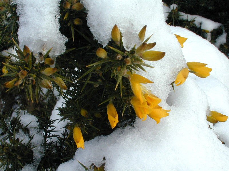 gorse
